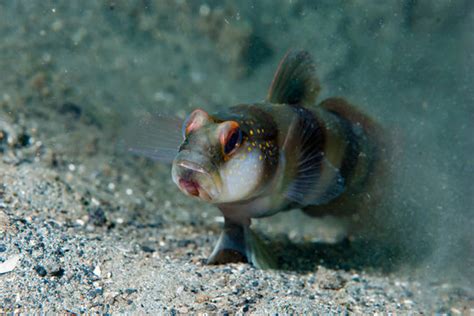 "Shrimp-Goby Images – Browse 157 Stock Photos, Vectors, and Video | Adobe Stock