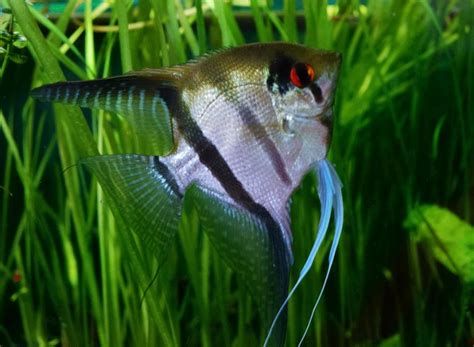 Keeping and breeding angelfish in the aquarium — Practical Fishkeeping ...