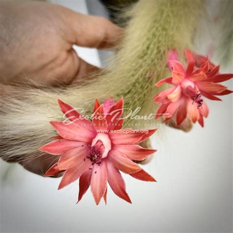 Hildewintera colademononis - exoticplantshop.org