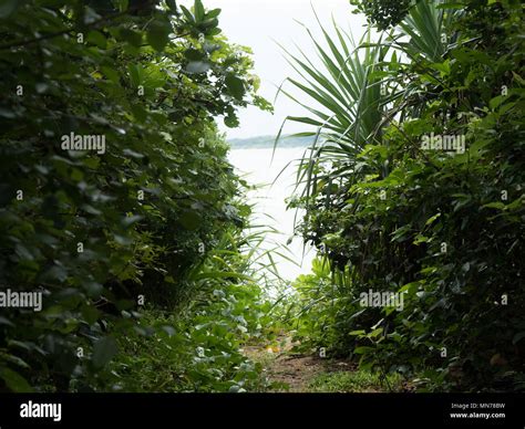 Beach and Forest Stock Photo - Alamy