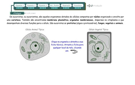 Citoplasma Biologia