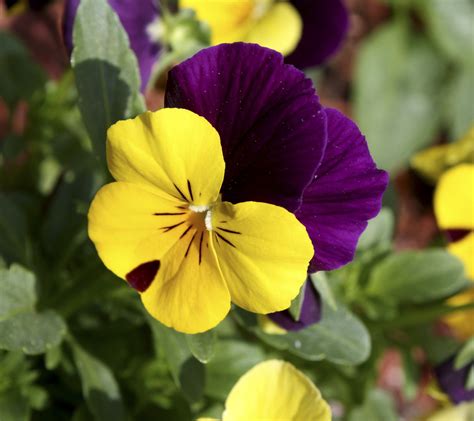 Violet, Viola tricolor | Village Herbals