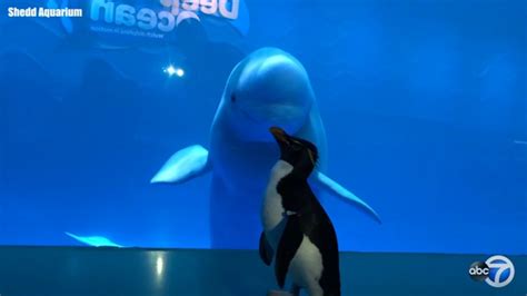 Chicagos Shedd Aquarium Penguins Visit Beluga Whales On Latest Field