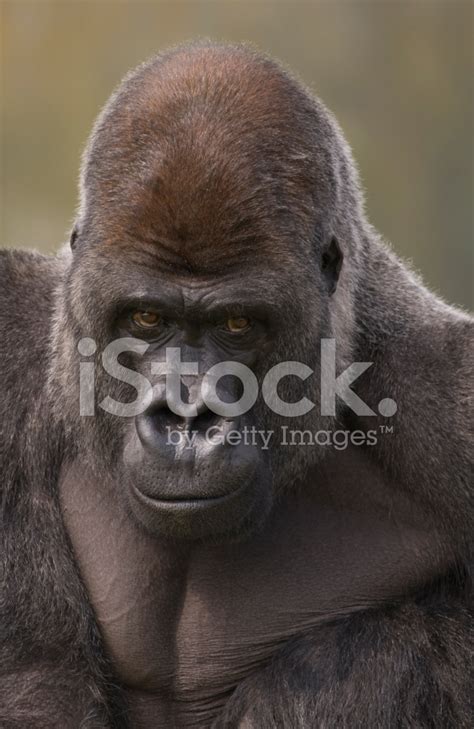 Silverback Gorilla Stock Photo | Royalty-Free | FreeImages