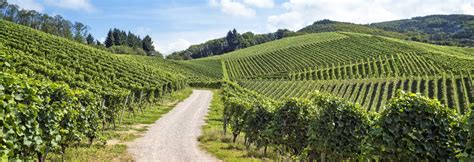 Trail Des Vignes De Vernou Sur Brenne 2025 Parcours Inscriptions