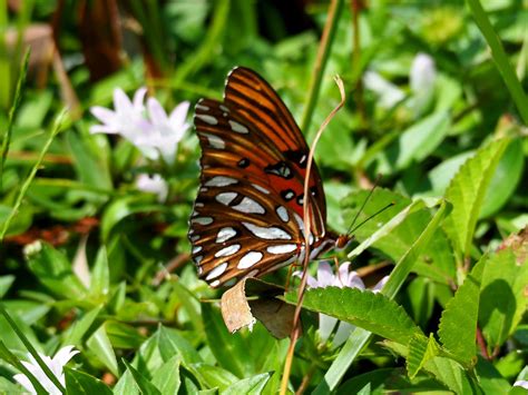 Gulf Fritillary Passion Butterfly Agraulis Vanillae Flickr