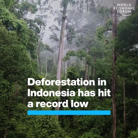 Deforestation In Indonesia Has Hit A Record Low | World Economic Forum