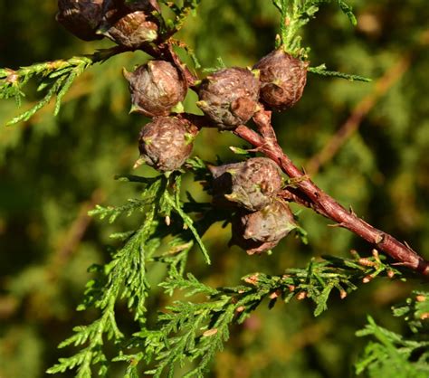 Cupressus lusitanica var. benthamii | Threatened Conifers of the World (en-GB)