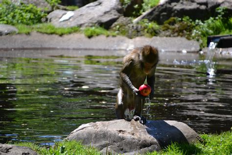 Fotos Gratis Manzana Agua Naturaleza Mojado R O Estanque Fauna