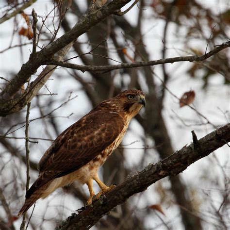 Chicken Hawk by JAHarrell on DeviantArt