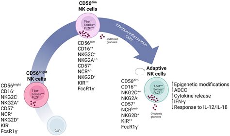 Frontiers Natural Killer Cells From Innate Cells To The Discovery Of