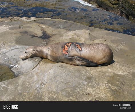 Large Shark-bite Wound Image & Photo (Free Trial) | Bigstock