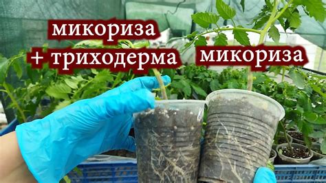 Тестирую микоризу на томатах в открытом грунте. Пригород Воронежа ...
