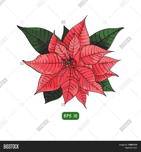 Poinsettia Flower Vector & Photo (Free Trial) | Bigstock