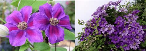 Climbing Perennials That Bloom All Summer Healthy Food Near Me