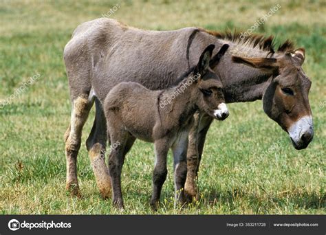 Burro Dom Stico Gris Una Raza Francesa Madre Potro Fotograf A De Stock