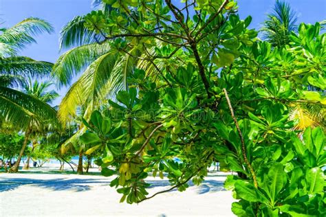 Close Up View Of Tropical Palm Tree And Exotic Plant On Sandy Beach