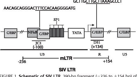 Figure 1 From Regulation Of SIVmac239 Basal Long Terminal Repeat