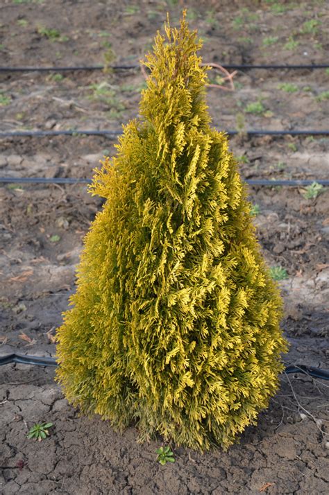Купить тую Западную Голден Смарагд в Кишиневе. Thuja Golden Smaragd ...