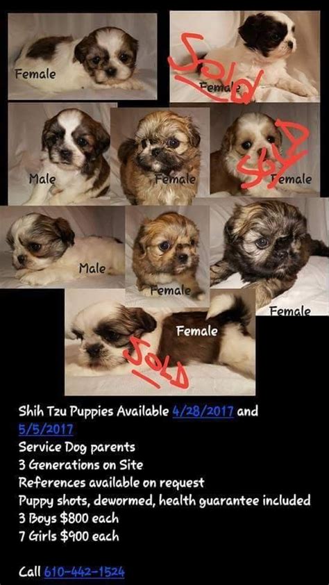 Shih Tzu Puppies For Sale Quakertown Pa 189664 In 2022 Shih Tzu