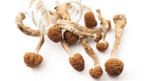 Jedi Mind Fuck Mushrooms The Complete Guide Reality Sandwich