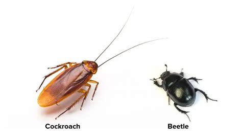 Cockroach Vs Beetle Differences Apb