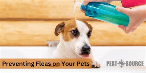 Preventing Fleas on Your Pets - Pest Source