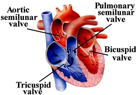 In The Diagram Identify The Bicuspid Valve Bicuspid Valve