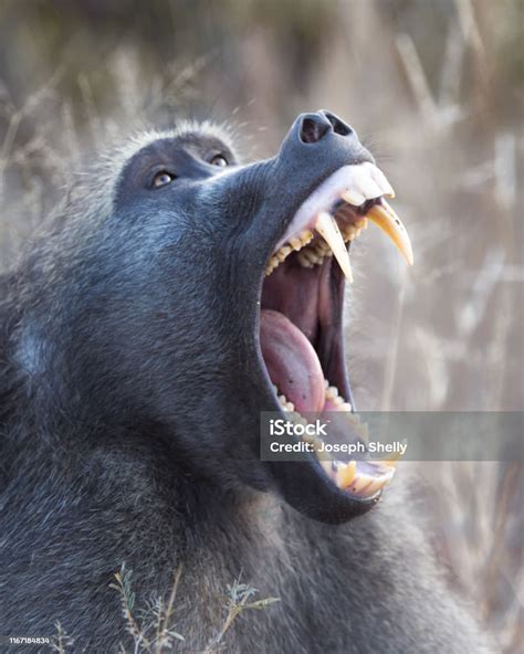 Baboon Monkey Baring Its Teeth Stock Photo - Download Image Now ...