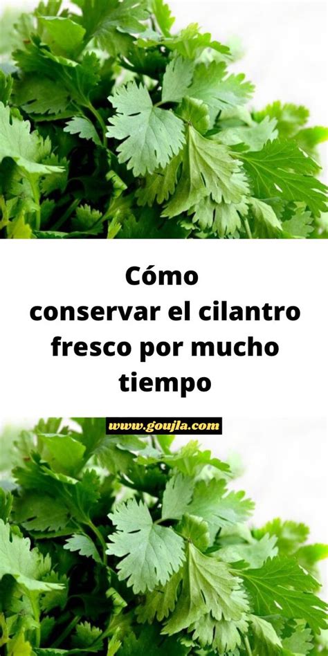 C Mo Conservar El Cilantro Fresco Por Mucho Tiempo Cilantro Hierbas