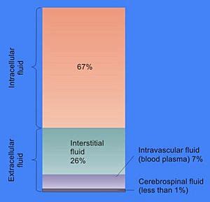 Extracellular fluid Facts for Kids