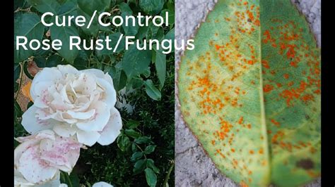 How To Control Rust On Roses How To Treat Rust On Rose Leaves