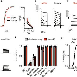 Properties Of Shark Kv A Voltage Activated Currents Recorded In Hek