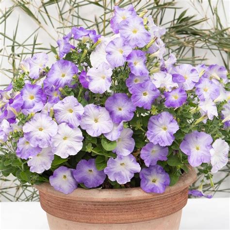 S57132 Петуния ампельная Gioconda Marine Blue NEW 5 шт. - купить в ...