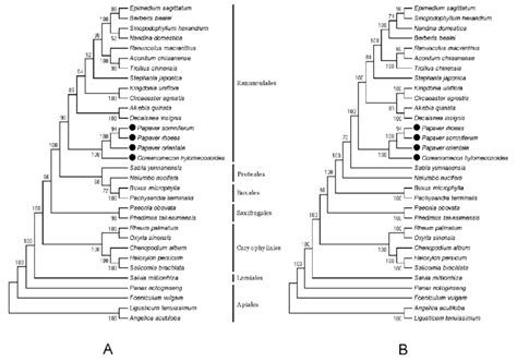 Phylogenetic Trees Constructed With 54 Protein Coding Genes Of 32 Download Scientific Diagram