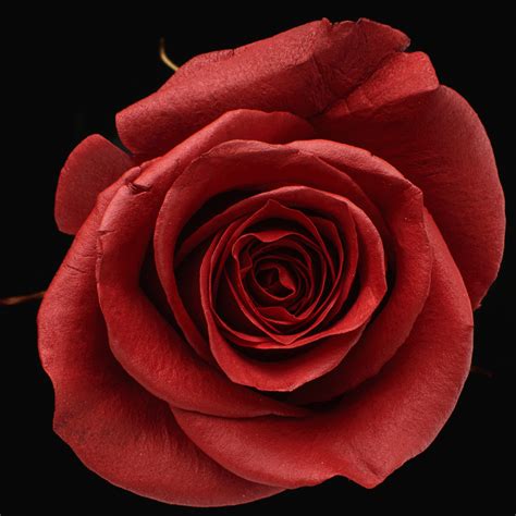 carmesi infinity love roses