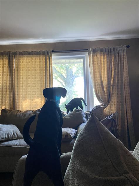 The cat hates my dog. : r/awwwtf