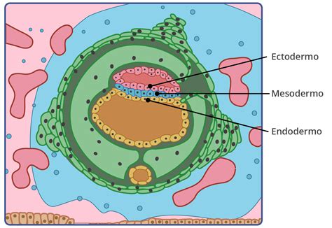 El Origen Del Todo Origen Embrionario De Los Tejidos Humanos