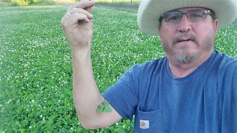 2021 Maintaining My Chicory Alfalfa And Whitetail Institute Clover