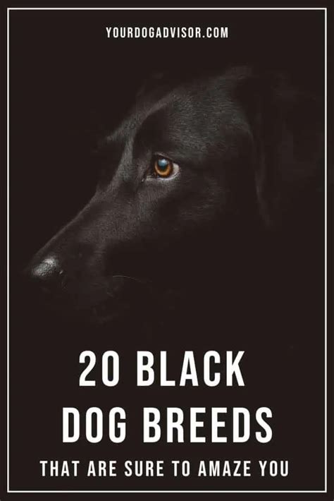 20 Black Dog Breeds That Are Sure To Amaze You - Your Dog Advisor