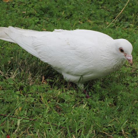 White Dovespigeons