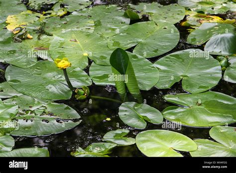 Yellow water lily on a pond Stock Photo - Alamy