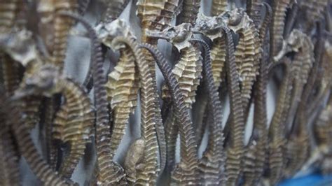 Petition · Save the Seahorses - United States · Change.org