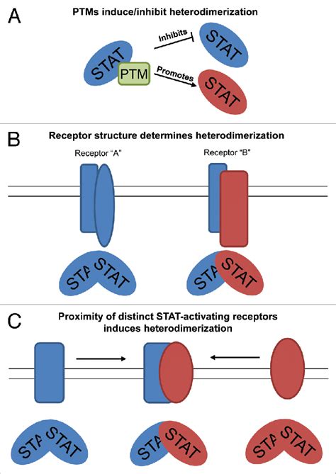 Potential Mechanisms Of STAT Heterodimer Formation A As STATs Can Be