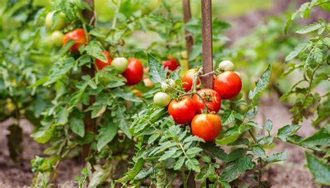 Las Exportaciones De Frutas Y Hortalizas Descienden Un 8 Hasta