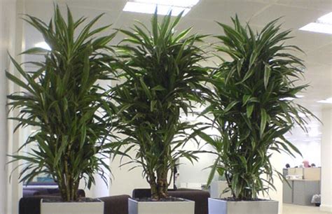 Драцена: можно ли держать дома, приметы