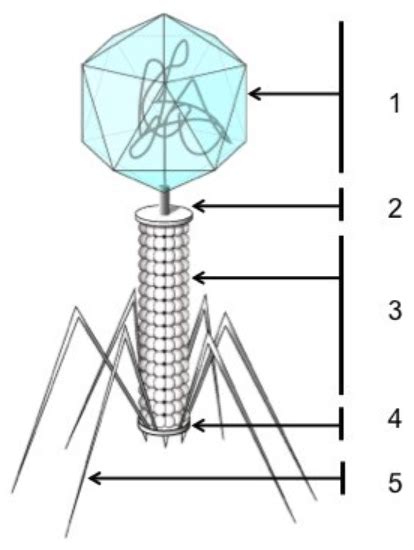 Bacteriophage Anatomy Diagram Quizlet