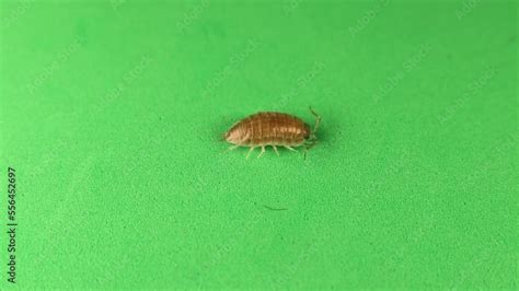 Woodlouse Pill Bug On A Green Background Wood Louse Isolated It S