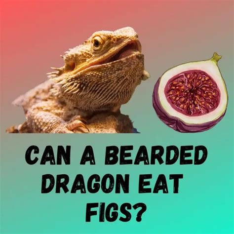 Can Bearded Dragons Eat Figs Feeding Guide