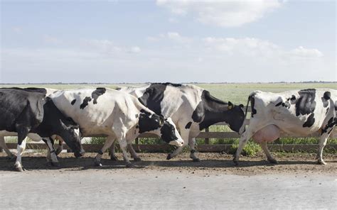 Waarom Minderen Zo Moeilijk Is Voor Melkveehouderij Leeuwarder Courant